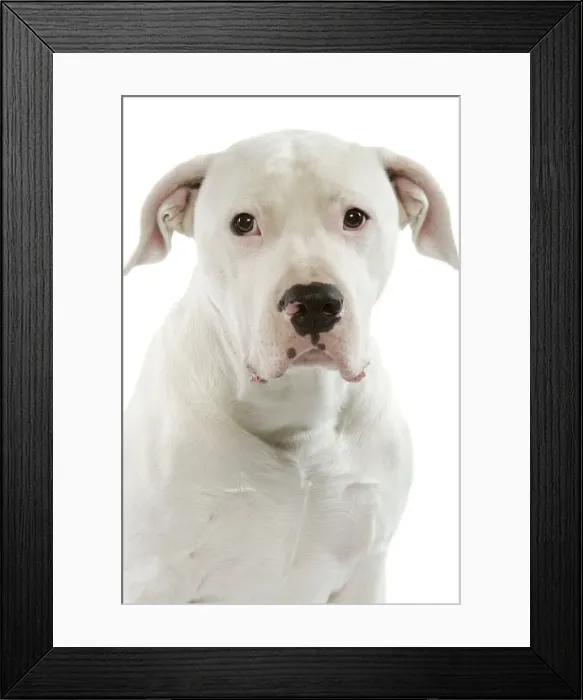 Framed Print : Dog - Argentinian Mastiff / Dogo Argentino Framed Print : Dog - Argentinian Mastiff / Dogo Argentino