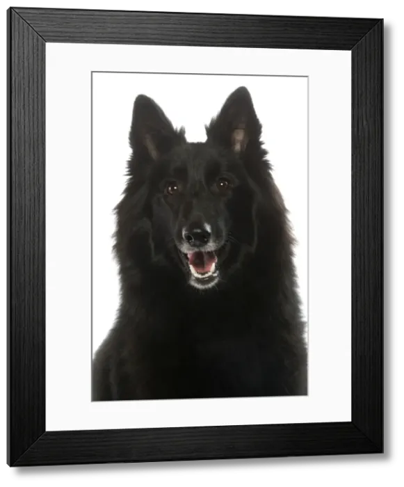 Framed Print : Dog - Groenendael / Belgian Shepherd Dog / Chien de Berger Belge Framed Print : Dog - Groenendael / Belgian Shepherd Dog / Chien de Berger Belge