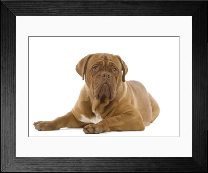 Framed Print : Dog - Dogue de Bordeaux / Bordeaux / French Mastiff Framed Print : Dog - Dogue de Bordeaux / Bordeaux / French Mastiff