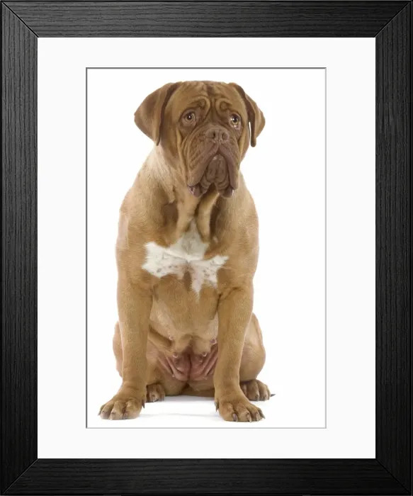Framed Print : Dog - Dogue de Bordeaux  /  Bordeaux  /  French Mastiff