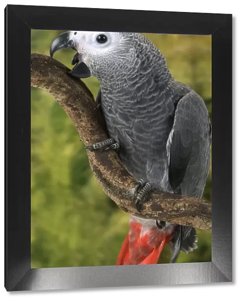 African Grey Parrot. Rainforest - Concuati - Congo