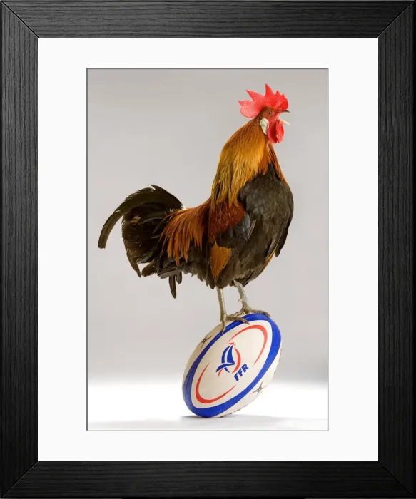 Framed Print : Chicken - cockerel standing on rugby ball in studio Framed Print : Chicken - cockerel standing on rugby ball in studio