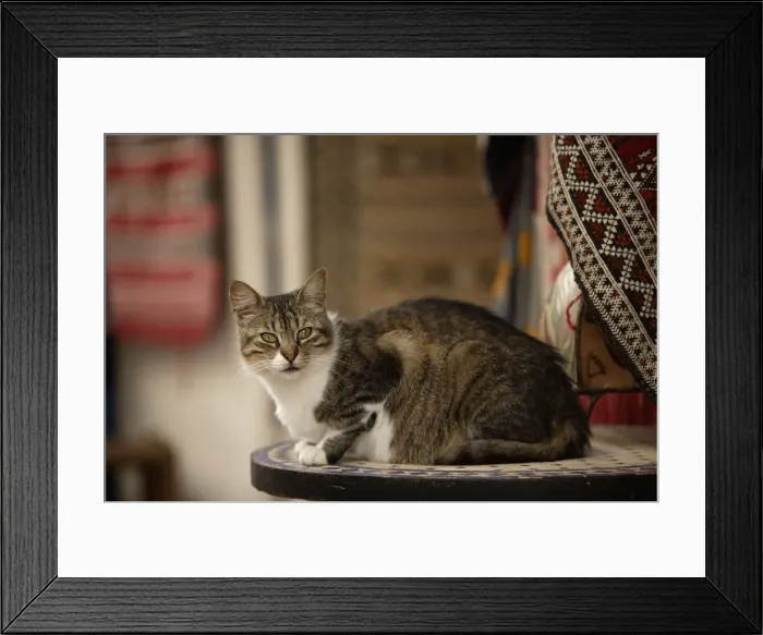 Framed Print : Cat - Tabby & White in Morocco Framed Print : Cat - Tabby & White in Morocco
