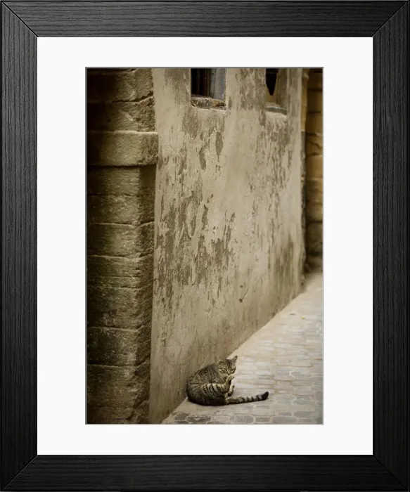 Framed Print : Cat - Tabby cat washing itself in alley in Morocco Framed Print : Cat - Tabby cat washing itself in alley in Morocco