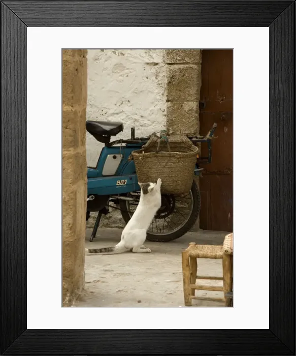 Framed Print : Cat - white & tabby cat scratching claws on woven bag on back of motobike. Morocco Framed Print : Cat - white & tabby cat scratching claws on woven bag on back of motobike. Morocco