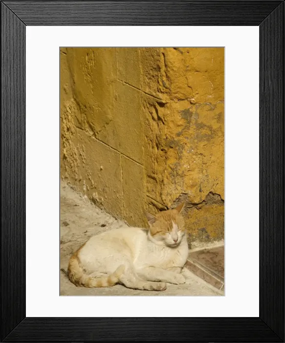 Framed Print : Cat - white & ginger sleeping in sunshine. Morocco