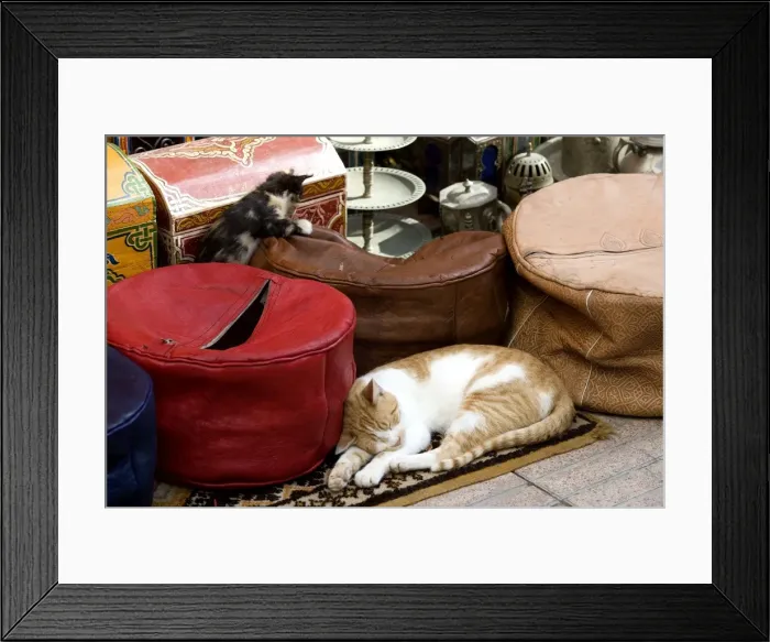 Framed Print : Cats - ginger & white cat sleeping with kitten in market. Morocco Framed Print : Cats - ginger & white cat sleeping with kitten in market. Morocco