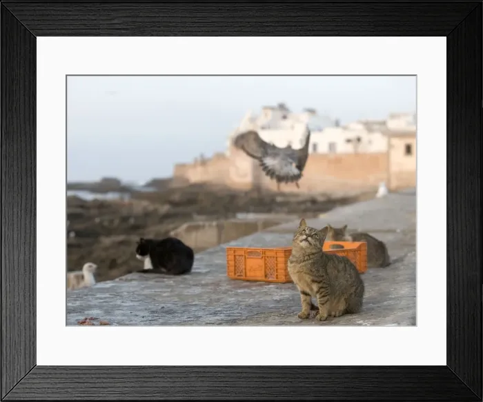 Framed Print : Cat - on wall - Morocco Framed Print : Cat - on wall - Morocco