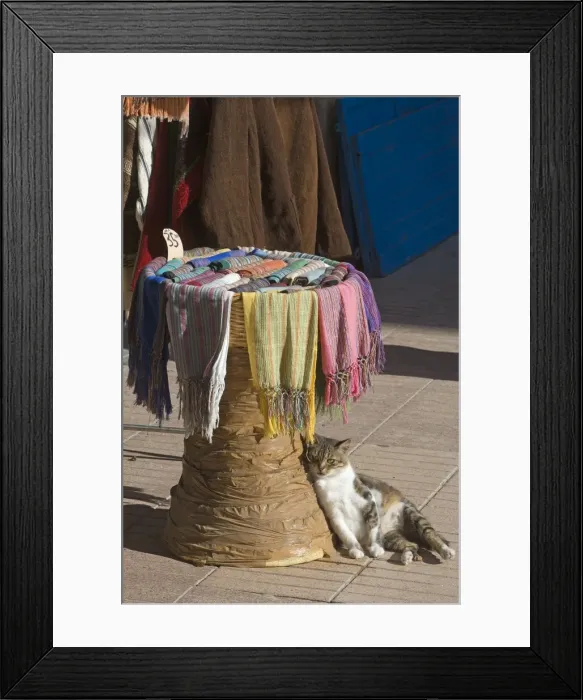 Framed Print : Cat - resting by market stall selling scarves - Morocco Framed Print : Cat - resting by market stall selling scarves - Morocco