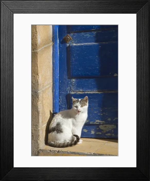 Framed Print : Cat - sitting by blue door - Morocco Framed Print : Cat - sitting by blue door - Morocco