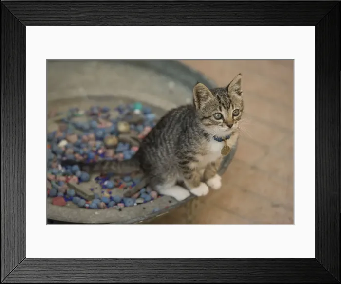 Framed Print : Cat - Tabby & white kitten wearing collar. Morocco Framed Print : Cat - Tabby & white kitten wearing collar. Morocco