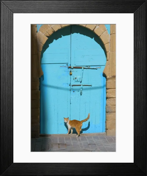 Framed Print : Cat - ginger & white by blue doors. Morocco Framed Print : Cat - ginger & white by blue doors. Morocco