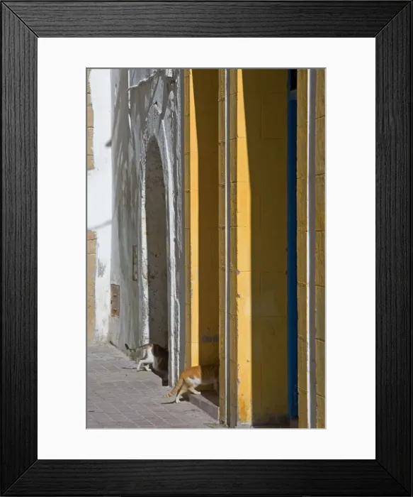 Framed Print : Cats - entering doorways in alley. Morocco Framed Print : Cats - entering doorways in alley. Morocco