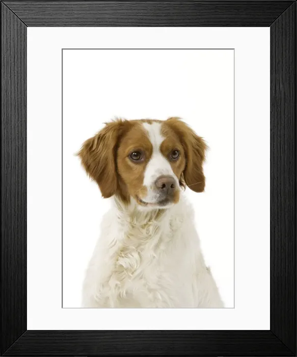 Framed Print : Dog - Brittany / Epagneul Breton in studio Framed Print : Dog - Brittany / Epagneul Breton in studio