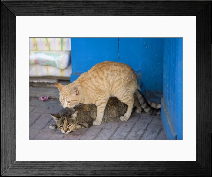 Framed Print : Cat - ginger & tabby cat mating. Morocco Framed Print : Cat - ginger & tabby cat mating. Morocco