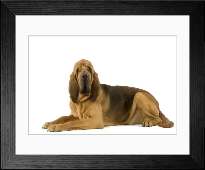 Framed Print : Dog - Bloodhound. Also known as St Hubert Hound Framed Print : Dog - Bloodhound. Also known as St Hubert Hound