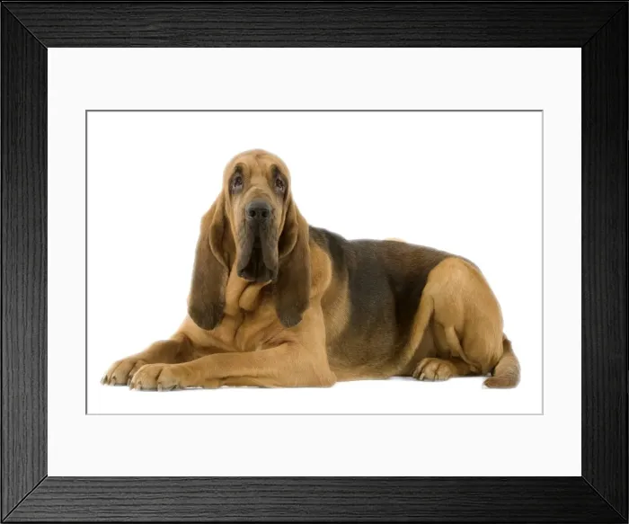 Framed Print : Dog - Bloodhound. Also known as St Hubert Hound Framed Print : Dog - Bloodhound. Also known as St Hubert Hound