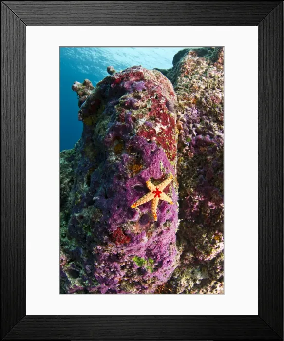 Framed Print : Red-tile Starfish / Necklace Seastar - on a Marine Sponge (Chalinula nematifera) - Maldives Framed Print : Red-tile Starfish / Necklace Seastar - on a Marine Sponge (Chalinula nematifera) - Maldives