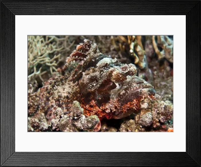 Framed Print : Tasseled Scorpionfish - Red Sea Framed Print : Tasseled Scorpionfish - Red Sea