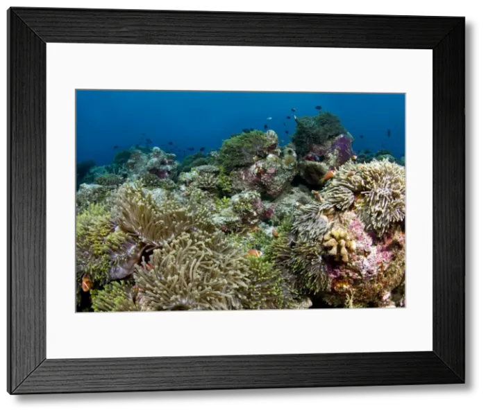 Framed Print : Sea Anemone coral garden - Vattaru Kandu - Felidhoo - Maldives Framed Print : Sea Anemone coral garden - Vattaru Kandu - Felidhoo - Maldives