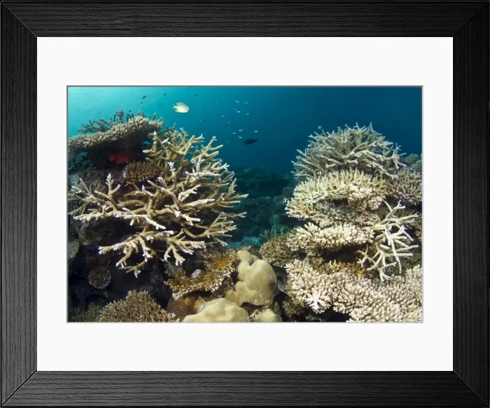 Framed Print : Hard Coral Garden - (Acropora loripes) - Asha Thila - Meemu - Maldives Framed Print : Hard Coral Garden - (Acropora loripes) - Asha Thila - Meemu - Maldives