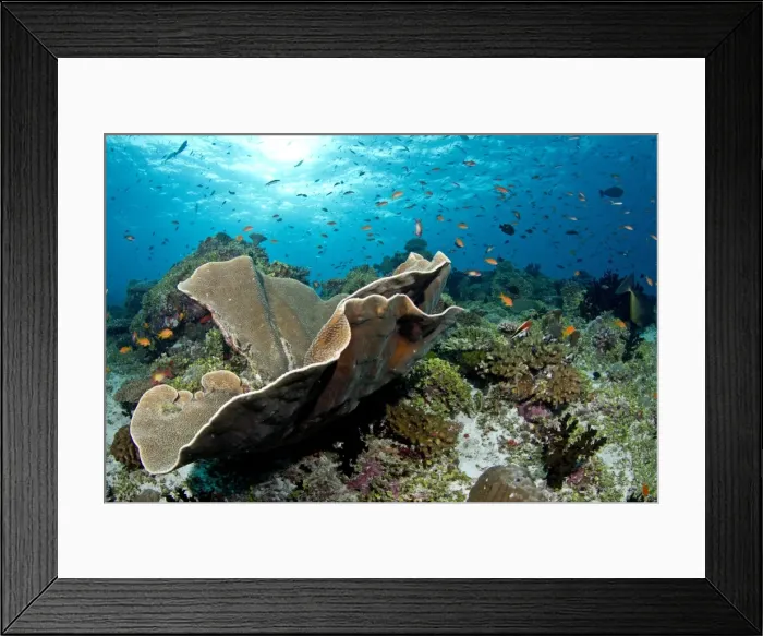 Framed Print : Cup Coral and Scalefin Anthias - Fotteyo - Felidhoo - Maldives Framed Print : Cup Coral and Scalefin Anthias - Fotteyo - Felidhoo - Maldives