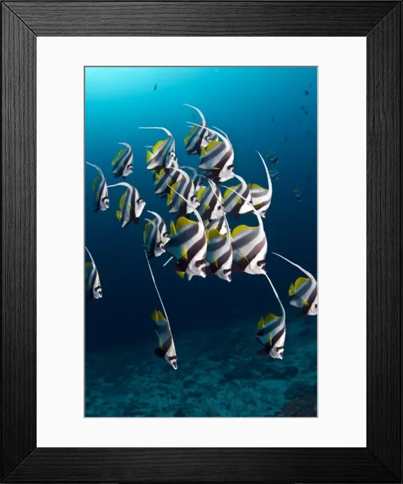 Framed Print : Longfin Bannerfish - Maldives Framed Print : Longfin Bannerfish - Maldives