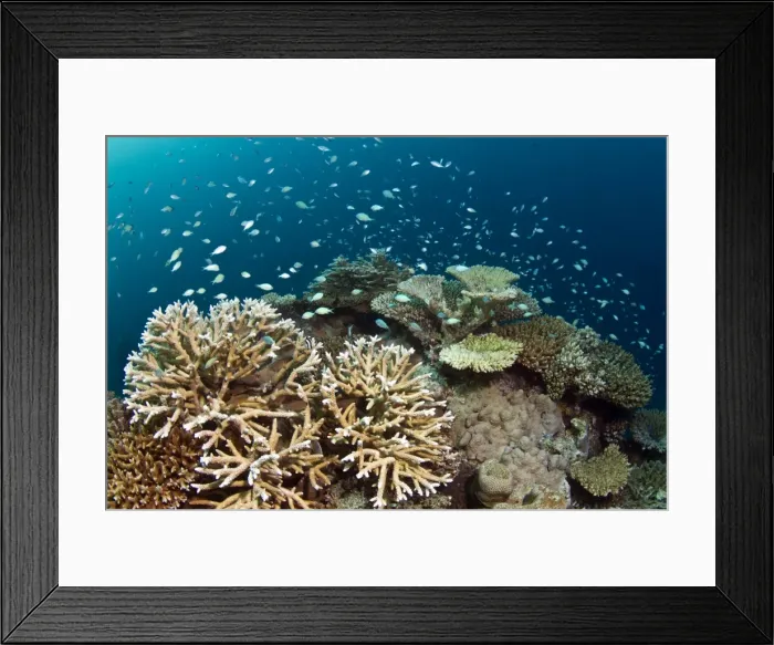 Framed Print : Hard Corals and Blue-green Chromis - (Acropora loripes) - Asha Thila - Meemu - Maldives Framed Print : Hard Corals and Blue-green Chromis - (Acropora loripes) - Asha Thila - Meemu - Maldives