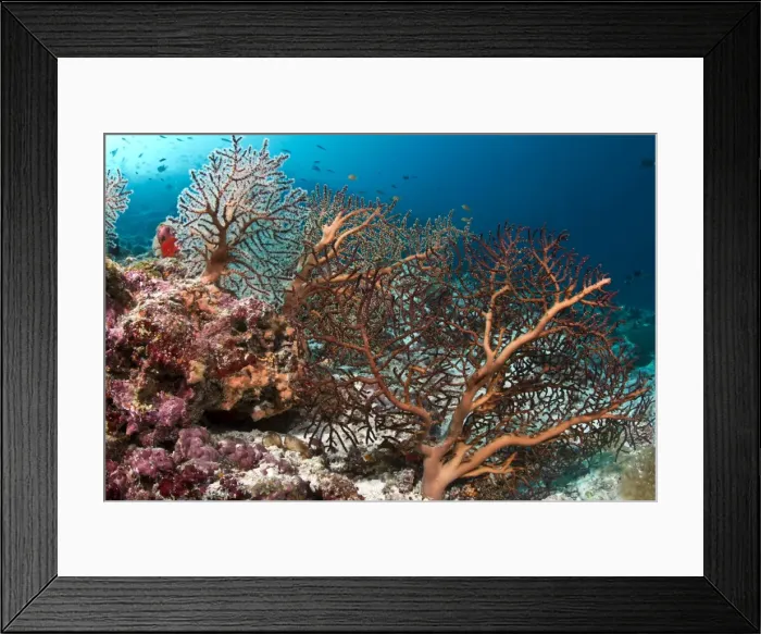 Framed Print : Gorgonian Sea Fan - Hakura Thila - Meemu - Maldives Framed Print : Gorgonian Sea Fan - Hakura Thila - Meemu - Maldives