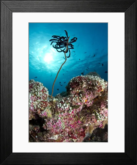 Framed Print : Feather Star on a reef filled with Green Urn Sea Squirt (Didemnum sp. ) and Pink Marine Sponges - Maldives Framed Print : Feather Star on a reef filled with Green Urn Sea Squirt (Didemnum sp. ) and Pink Marine Sponges - Maldives