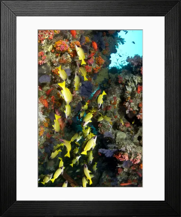 Framed Print : Bluelined Snapper - school by colourful Coral Reef - Kuda Thila - South-Ari atoll - Maldives Framed Print : Bluelined Snapper - school by colourful Coral Reef - Kuda Thila - South-Ari atoll - Maldives
