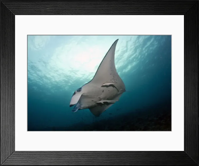 Framed Print : Giant Manta Ray - with Remora Fish (Remora remora) - Maldives Framed Print : Giant Manta Ray - with Remora Fish (Remora remora) - Maldives