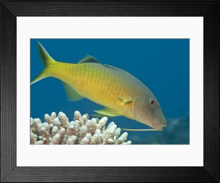 Framed Print : Yellow-saddled / Gold-saddled Goatfish - Red Sea Framed Print : Yellow-saddled / Gold-saddled Goatfish - Red Sea