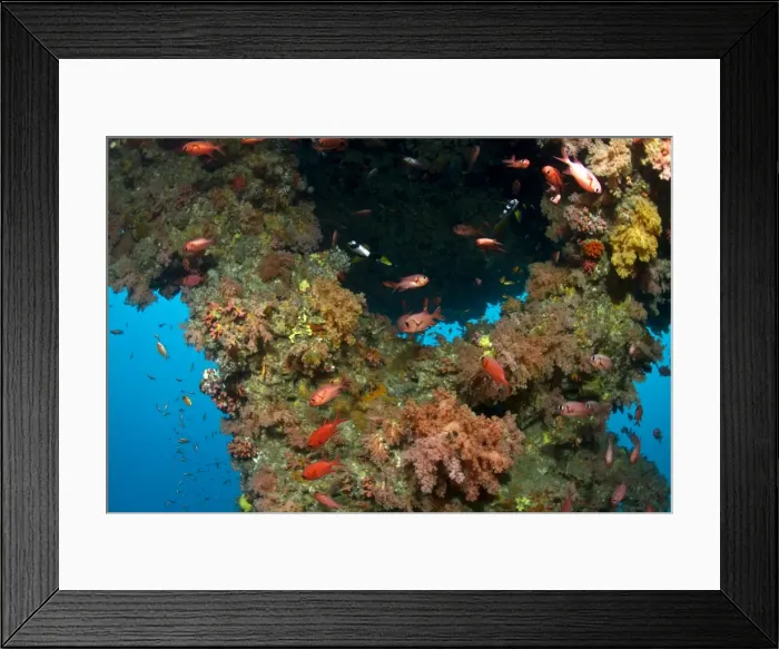 Framed Print : Blotcheye Soldierfish - at Soft Corals - Bulha Thila - South-Ari atoll - Maldives Framed Print : Blotcheye Soldierfish - at Soft Corals - Bulha Thila - South-Ari atoll - Maldives