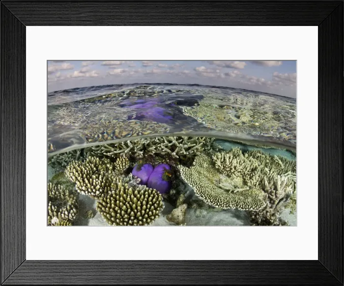 Framed Print : Magnificent Sea Anemone - at Hardcoral Garden - Dega Thila - South-Ari atoll - Maldives Framed Print : Magnificent Sea Anemone - at Hardcoral Garden - Dega Thila - South-Ari atoll - Maldives