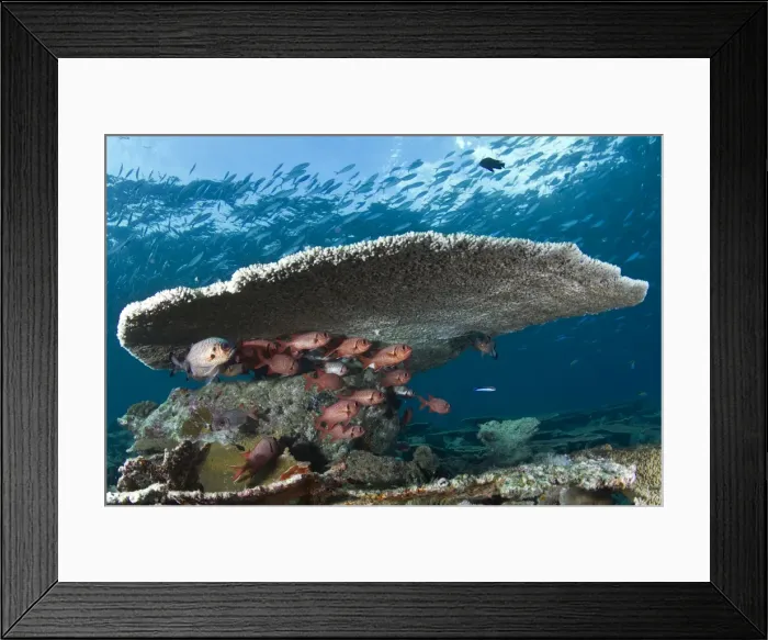 Framed Print : Soldier Fishes - under a Table Coral - Maldives Framed Print : Soldier Fishes - under a Table Coral - Maldives