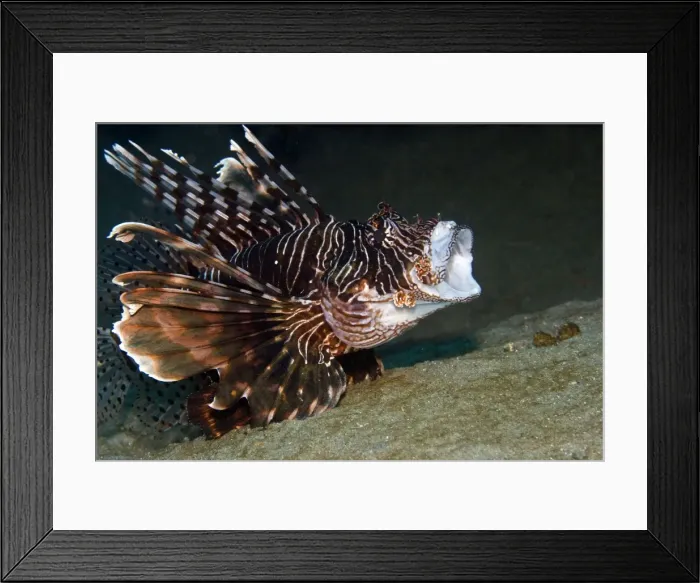 Framed Print : Red Lionfish - yawning - Red Sea