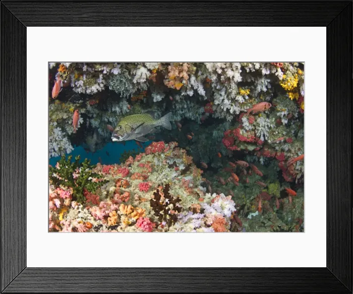Framed Print : Colorful Soft Corals and Marin Sponges - Maalhos Thila - North-Ari atoll - Maldives Framed Print : Colorful Soft Corals and Marin Sponges - Maalhos Thila - North-Ari atoll - Maldives