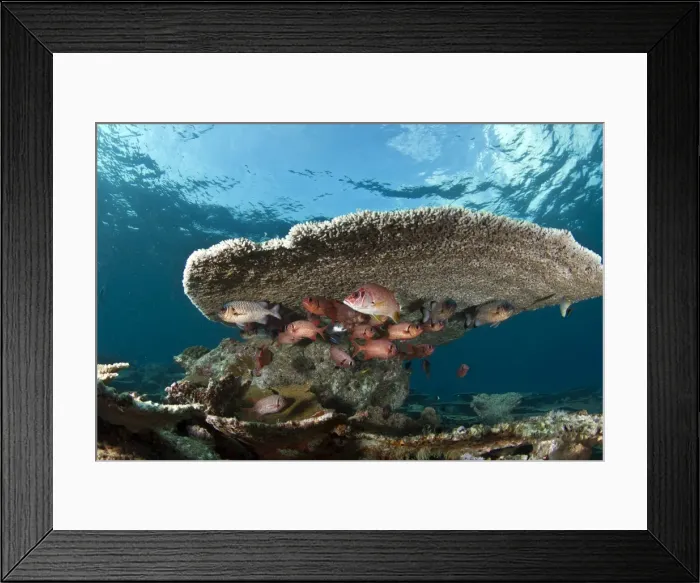 Framed Print : Soldier Fishes - under a Table Coral - Maldives Framed Print : Soldier Fishes - under a Table Coral - Maldives