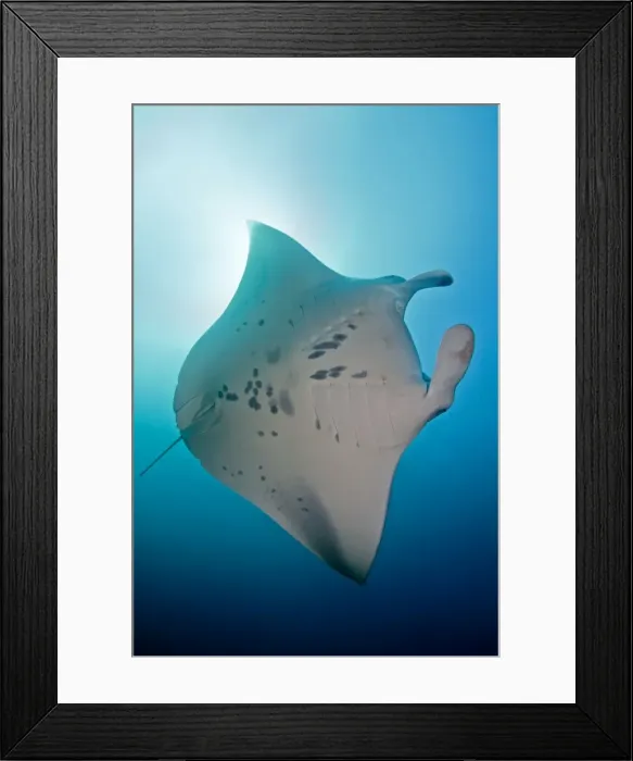 Framed Print : Giant Manta Ray - Maldives Framed Print : Giant Manta Ray - Maldives