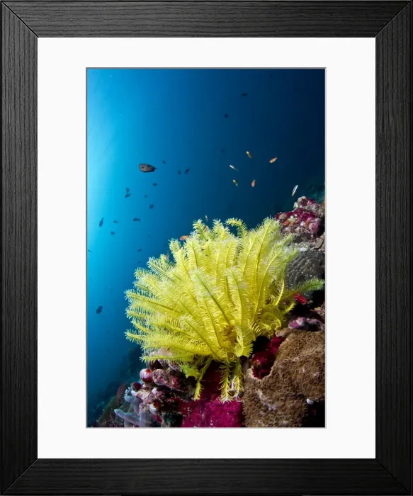 Framed Print : Yellow Noble Feather Star - Dhonkalo Thila - North-Ari atoll - Maldives Framed Print : Yellow Noble Feather Star - Dhonkalo Thila - North-Ari atoll - Maldives
