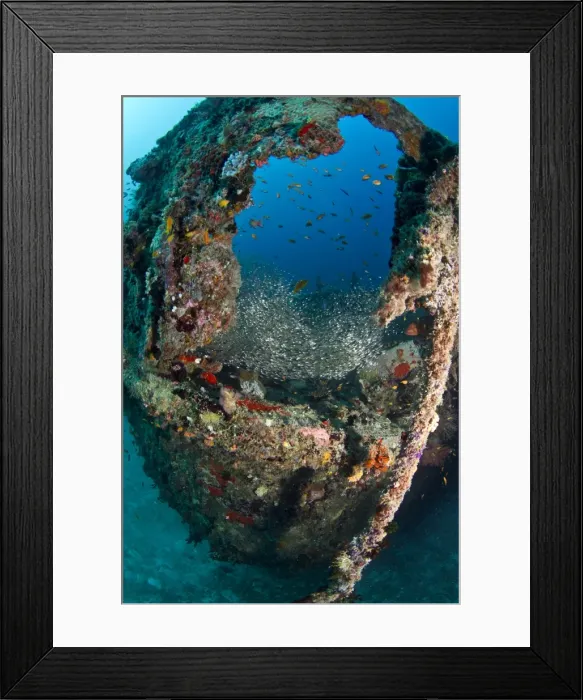 Framed Print : Lots of Glassfishes- Fesdu Wreck - North-Ari atoll - Maldives Framed Print : Lots of Glassfishes- Fesdu Wreck - North-Ari atoll - Maldives