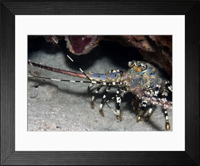 Framed Print : Painted Rock Lobster - Malaysia