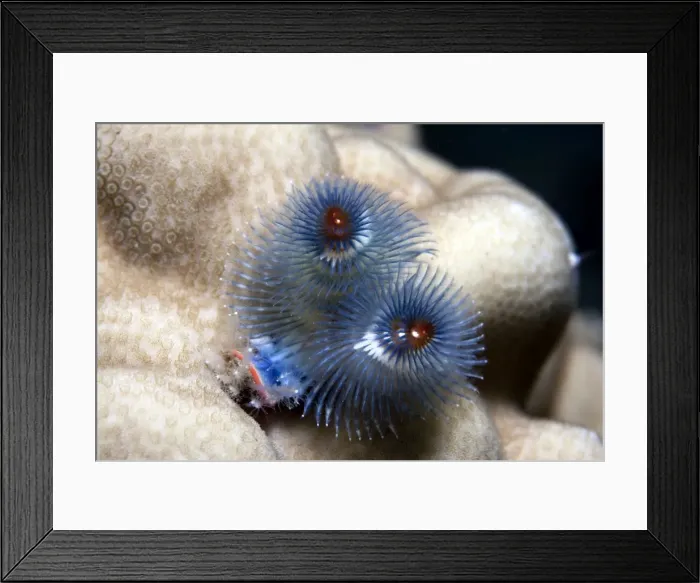 Framed Print : Christmas Tree Worm - Malaysia Framed Print : Christmas Tree Worm - Malaysia