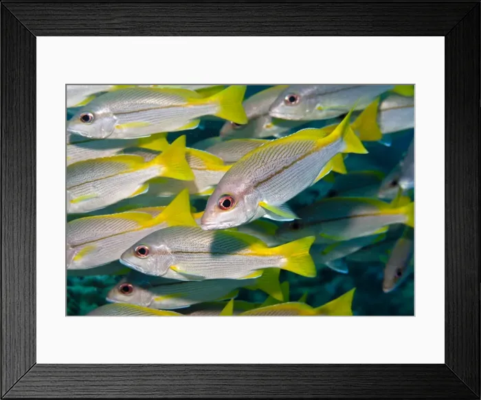Framed Print : Bigeye Snapper - school - Malaysia Framed Print : Bigeye Snapper - school - Malaysia