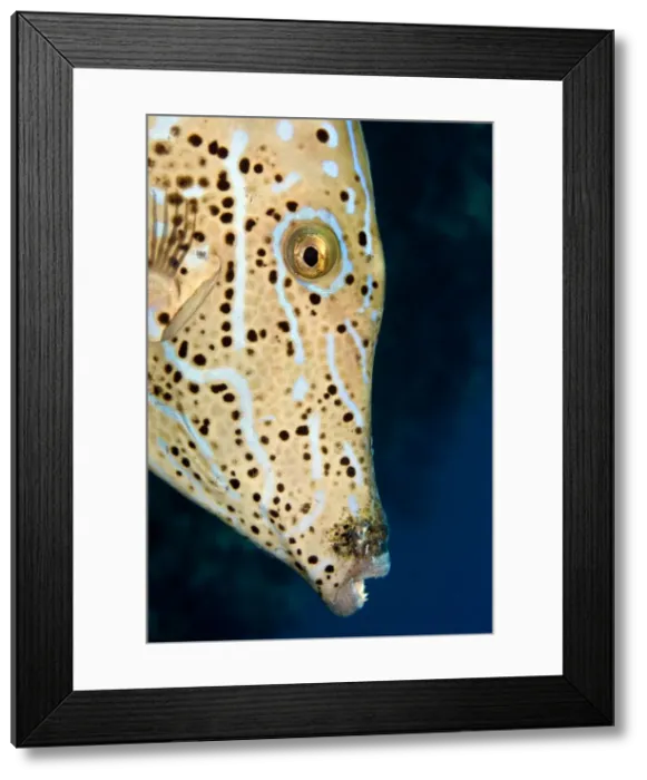 Framed Print : Scrawled Filefish - Red Sea Framed Print : Scrawled Filefish - Red Sea