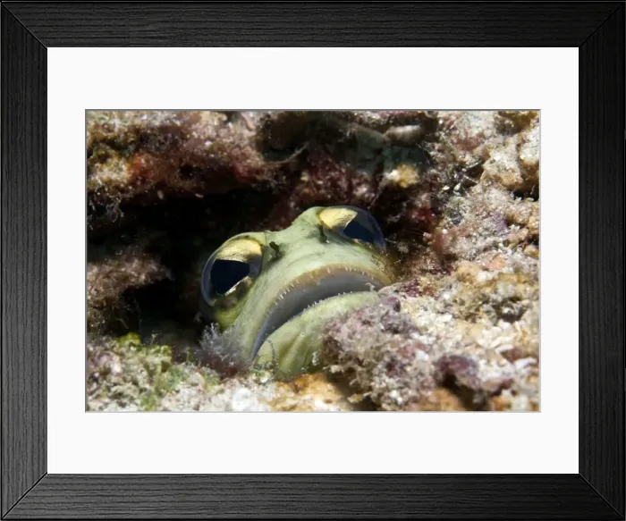 Framed Print : Yellow Barred Jaw Fish - Malaysia