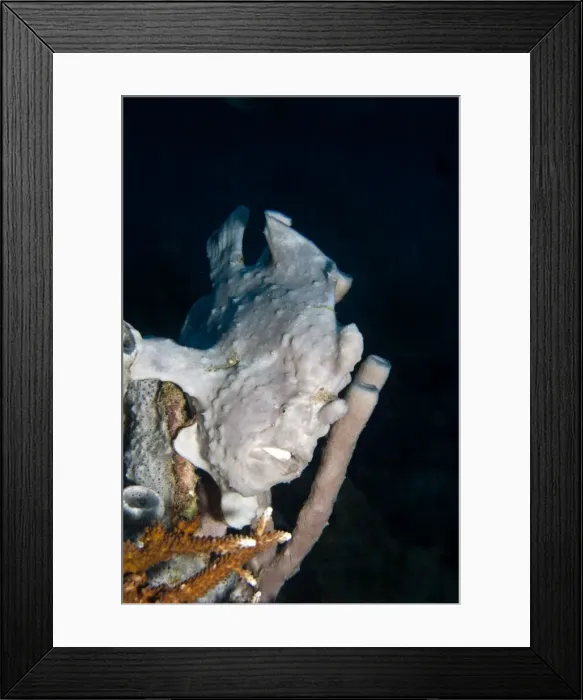 Framed Print : Giant Frogfish - Malaysia Framed Print : Giant Frogfish - Malaysia