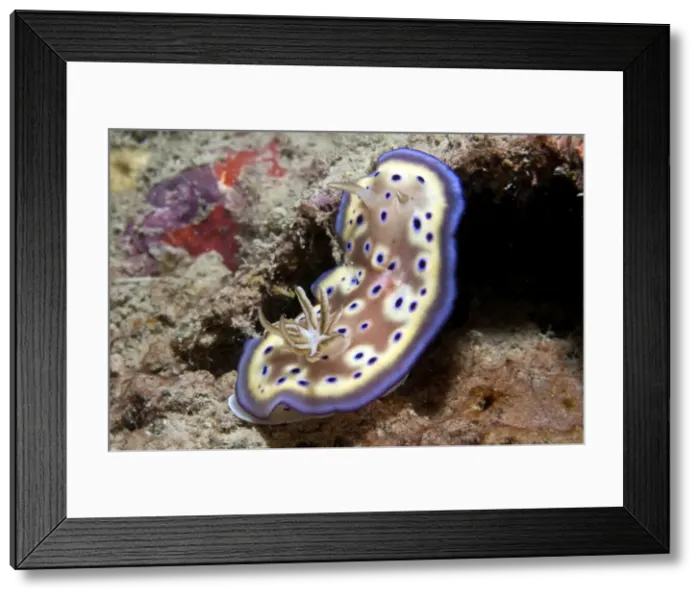 Framed Print : Nudibranch - Malaysia Framed Print : Nudibranch - Malaysia