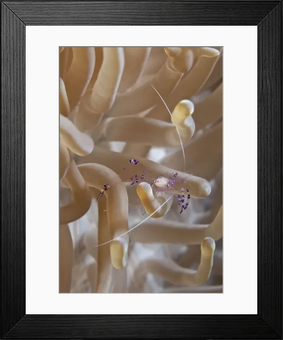 Framed Print : Commensal Shrimp - Malaysia Framed Print : Commensal Shrimp - Malaysia